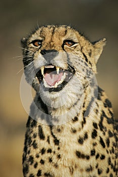 Rare adult female King Cheetah snarling South Africa