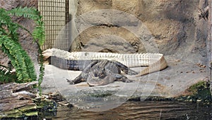 Rare Albino Alligator at the North Carolina Aquarium