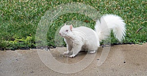 Rare Albino Squirrel on Wet Pavement