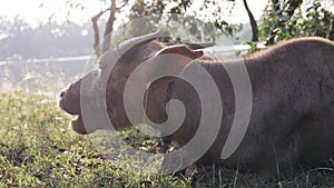 Rare albino water buffalo or Asian buffalo with dirty dry mud on pink skin lying down on green grass field chewing the cud and