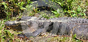 A rare Alligator with white pigment makes him very easy to find!