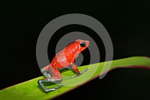 Rare Amphibien in the tropic forest. Red poisson frog Granular poison arrow frog, Dendrobates granuliferus, in the nature habitat, photo