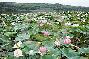 A rare ancient Lotus flower in the lake.