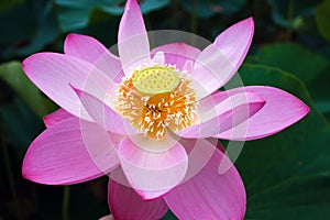 A rare ancient Lotus flower in the lake