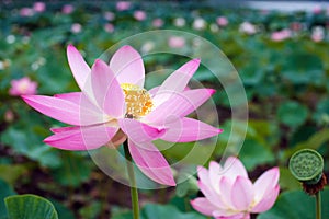 A rare ancient Lotus flower in the lake