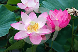 A rare ancient Lotus flower in the lake