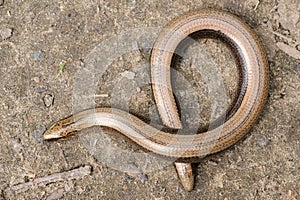 Rare animal, legless shiny harmless lizard slow worm