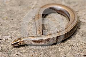 Rare animal, legless shiny harmless lizard slow worm