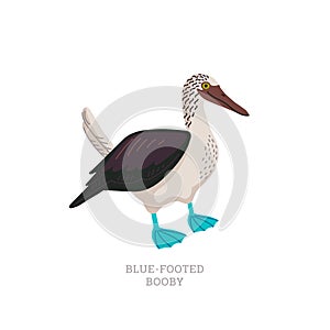 Rare animals collection. Blue-footed booby. Tropical marine bird with bright blue feet. Flat style vector illustration
