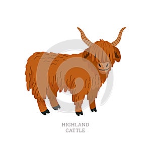 Rare animals collection. Highland cattle. Scottish breed of long-haired cattle. Flat style vector illustration isolated