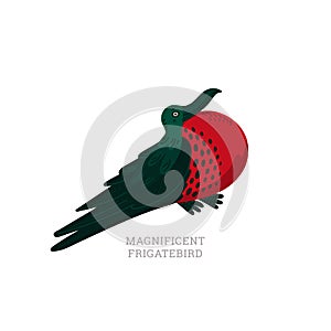 Rare animals collection. Magnificent frigatebird, Fregata magnificens. Big seabird with striking red gular sac. Flat