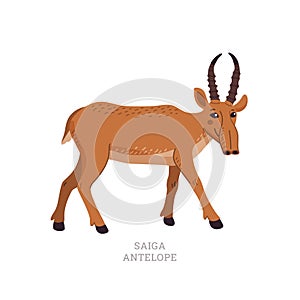 Rare animals collection. Saiga antelope. Saiga tatarica, endangered antelope. Flat style vector illustration isolated on