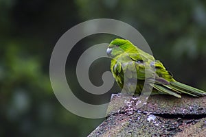 Rare Antipodes Island Parakeet