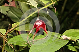 rare aristolochia tricaudata shrub