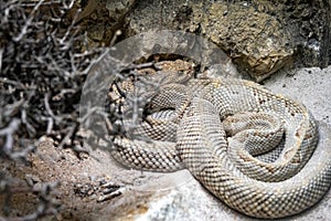 rare Aruba rattlesnake, Crotalus durissus unicolor, has an inconspicuous coloration easily overlooked photo