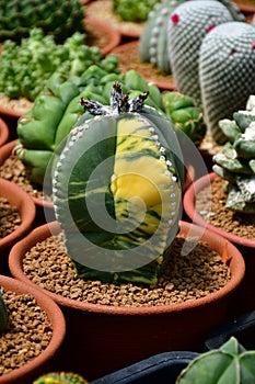 Rare Astrophytum myriostigma variegata in cactus farm