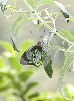 Rare Australian Male Richmond Birdwing Butterfly