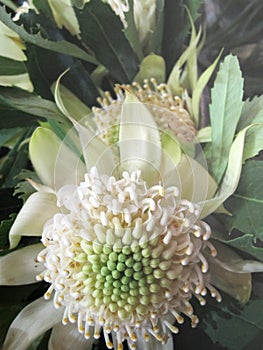 Rare Australian Native White Waratah Flower 1
