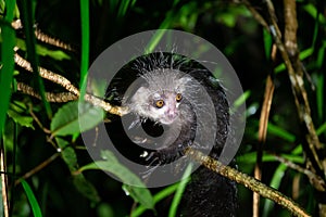 The rare Aye-Aye lemur that is only nocturnal