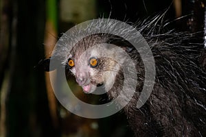 The rare Aye-Aye lemur that is only nocturnal