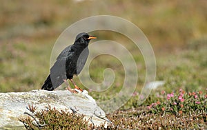 A rare baby Chough Pyrrhocorax pyrrhocorax.