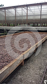 Rare Bean Drying Process In Grenada at Belmont Estates