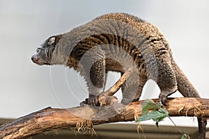 A rare bear cuscus walks on a tree to eat leaves