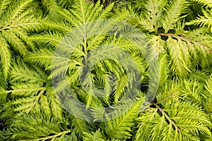 A rare and beautiful fern in the garden