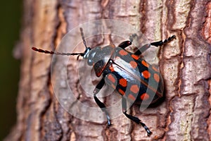 a rare beetle crawling on a tree bark pattern