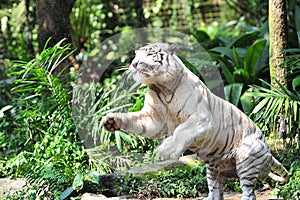 Rare Bengal white tiger catching its meal