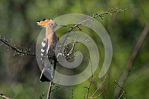 Rare bird on the branch. Common Hoopoe.