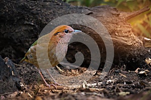 Rare bird pitta prefer walking than flying.