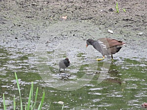 Rare bird pups different unknown bird feathers