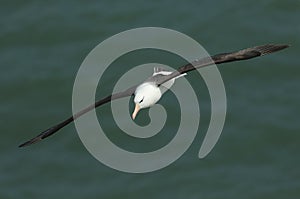 A rare Black-browed Albatross, Thalassarche melanophris, flying along the coastline at Bempton Cliffs.