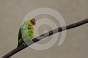 Rare black cheeked lovebird Agapornis nigrigenis is sitting on the branch with brown background photo