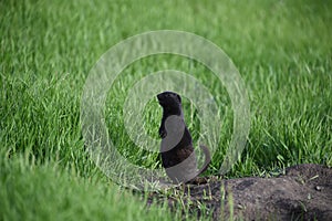 Rare Black Gopher