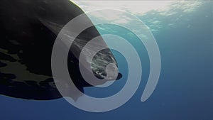 Rare Black Manta Ray Close Up. Black Mantaray Feeding & Swimming In Sunlit Blue Sea Water