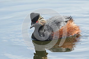 A rare Black-necked Grebe, Podiceps nigricollis, swimming on a lake in springtime.