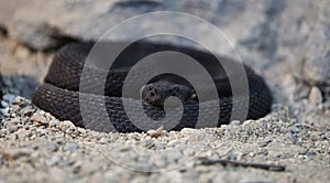 Rare Black Rattlesnake