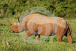 Rare Black Rhino