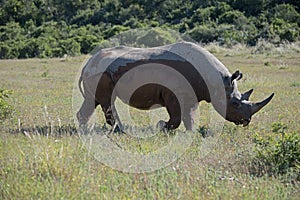 Rare Black Rhino