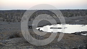 Rare Black Rhinos drinking from waterhole at sunset. Wildlife Safari in Etosha National Park