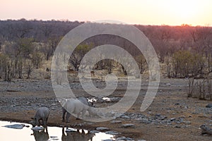 Rare Black Rhinos drinking from waterhole at sunset. Wildlife Safari in Etosha National Park, the main travel destination in