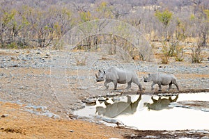 Rare Black Rhinos drinking from waterhole at sunset. Wildlife Safari in Etosha National Park, the main travel destination in Namib