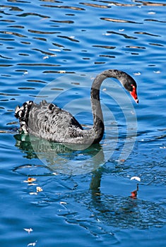 Rare Black Swan on Broadmoor Lake with read beak