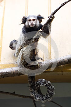 Rare Black-tufted marmoset Callithrix penicillata, female with young