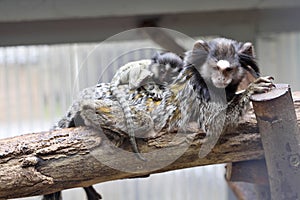 Rare Black-tufted marmoset Callithrix penicillata, female with young