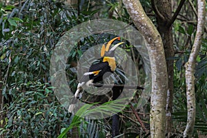 Rare Black and Yellow Great Hornbill sitting on the Tree in the Rain Forest