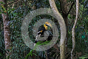 Rare Black and Yellow Great Hornbill sitting on the Tree in the Rain Forest