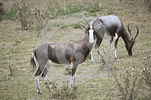 Rare Blesbok, Damaliscus dorcas phillipsi